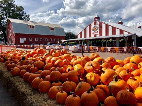 blazers pumpkin patch|sauvie island pumpkin patch.